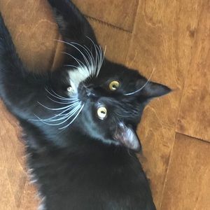 Meet your Posher, Susan